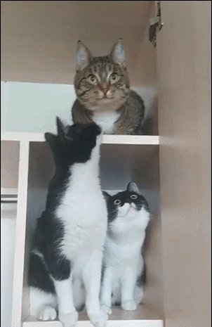 求姐姐开个社交网络 AI比真人还好用的动态图