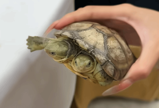 男子饲养罕见双头龟 喂食时2个头还争食！网友：相煎何太急