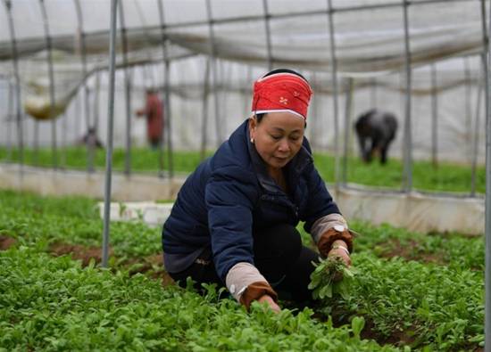 四川的荠菜没人挖登热搜 南北差异引发热议