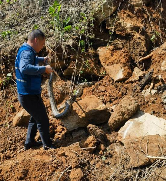 施工现场窜出三条野生大蟒 最重达五十多斤长约4米