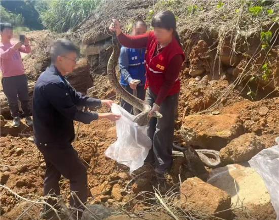 施工现场窜出三条野生大蟒 最重达五十多斤长约4米